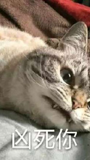 猫咪超凶 世界最凶的猫咪表情包