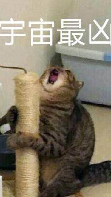 猫咪超凶 世界最凶的猫咪表情包