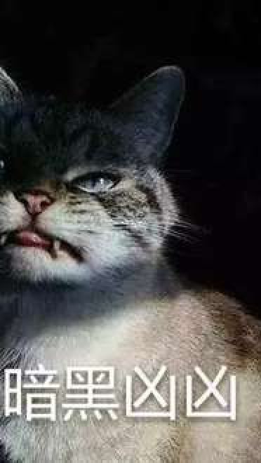 猫咪超凶 世界最凶的猫咪表情包