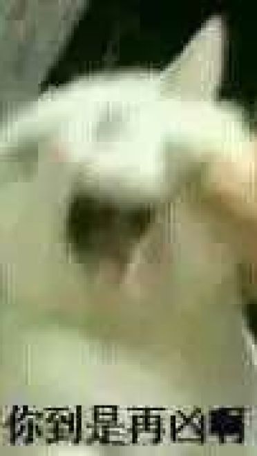 猫咪超凶 世界最凶的猫咪表情包