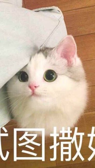 超可爱猫咪系列表情包 撒个娇萌死你