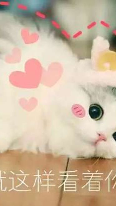 超可爱猫咪系列表情包 撒个娇萌死你