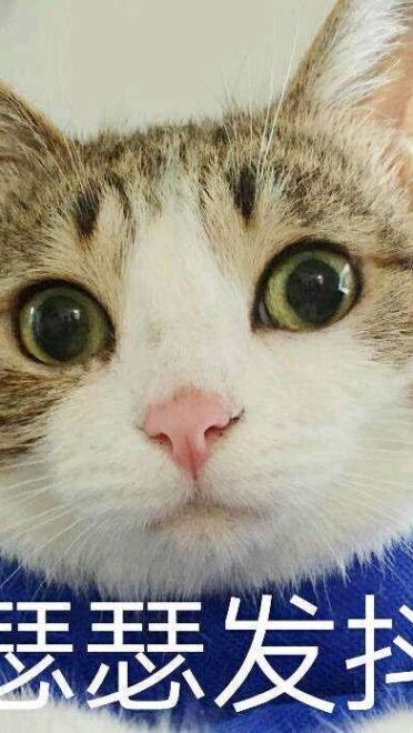 超可爱猫咪系列表情包 撒个娇萌死你