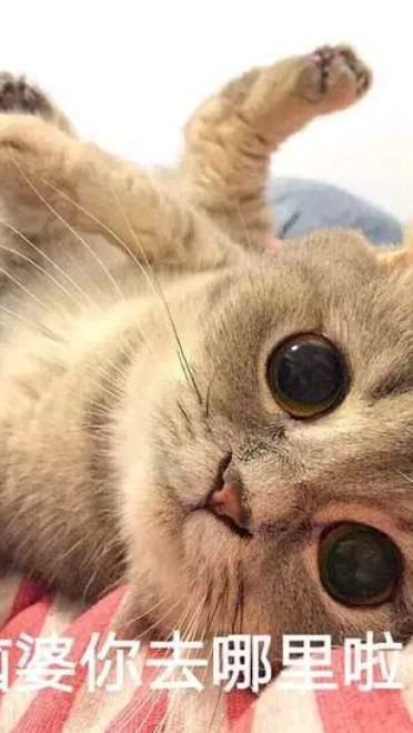 超可爱猫咪系列表情包 撒个娇萌死你