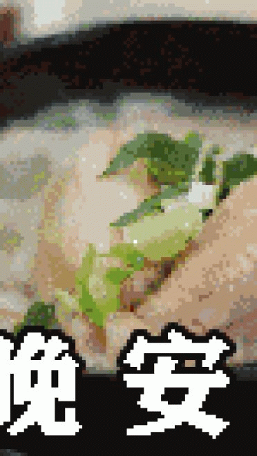 深夜放毒必备表情包