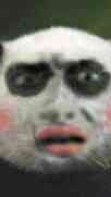 网上很火的熊猫表情包下载