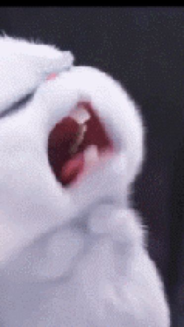 爱宠大机密 反差萌小兔子手机壁纸