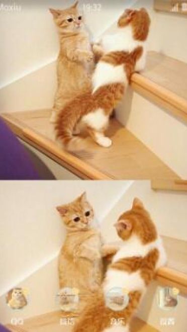 超可爱橘猫安卓手机主题下载