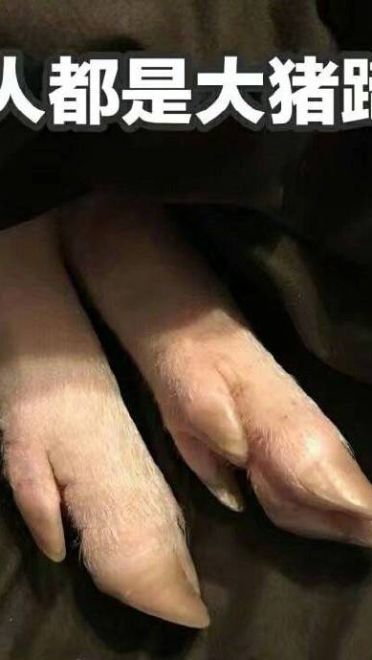 心肥意冷 可爱小猪猪表情包