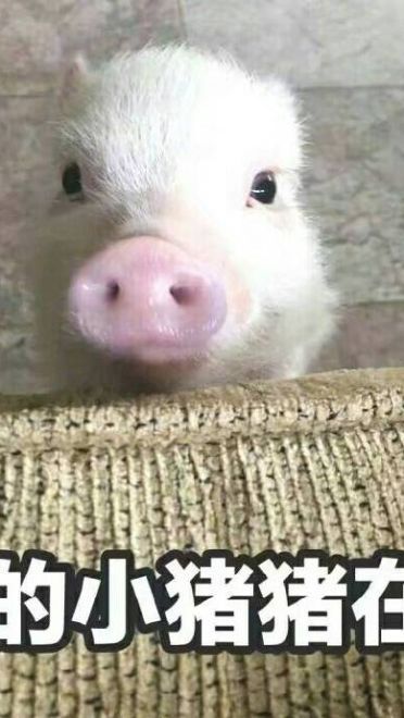 心肥意冷 可爱小猪猪表情包