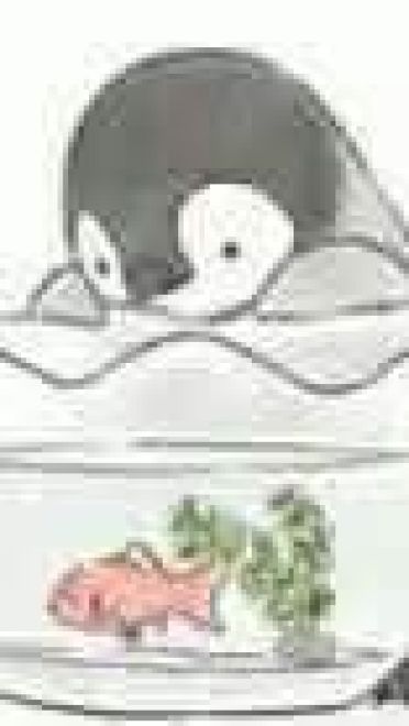 灰企鹅ぺんちゃん表情包下载