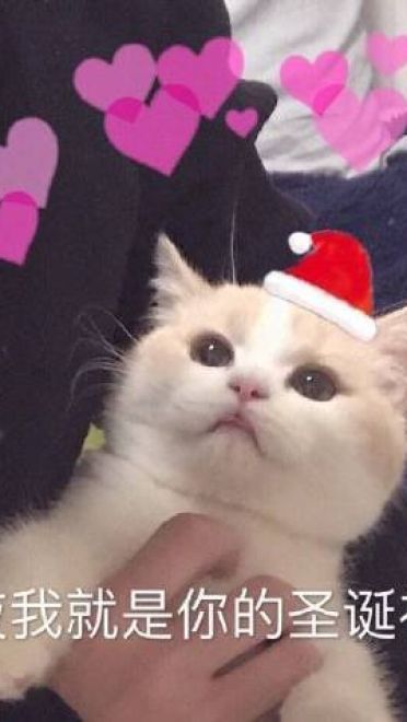 我的圣诞礼物呢 圣诞节表情包