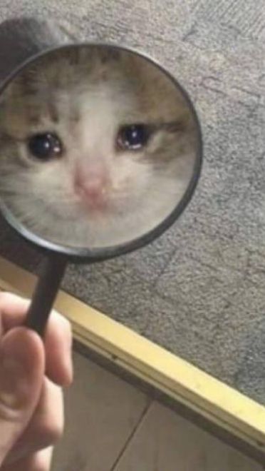 放大镜拿来 沙雕表情包