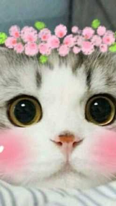 老子真可爱--动漫校园斗图表情第二弹