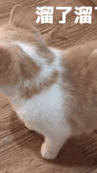 少女与猫福利本子图--每日P站动漫壁纸美图推荐0305期(1)