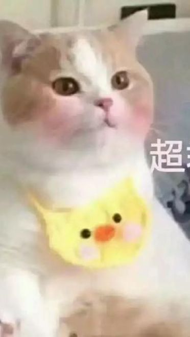 撩妹可爱呆萌猫斗图沙雕表情包