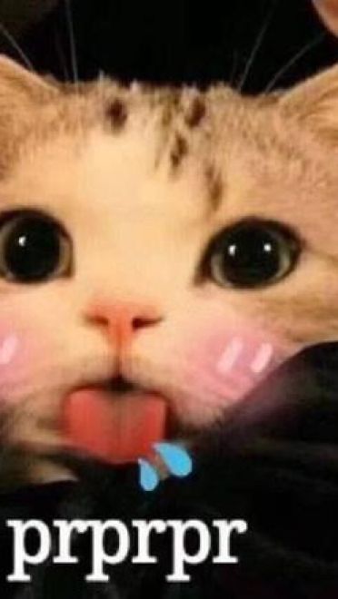 撩妹可爱呆萌猫斗图沙雕表情包