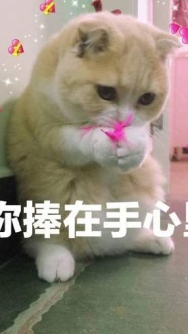 撩妹可爱呆萌猫斗图沙雕表情包