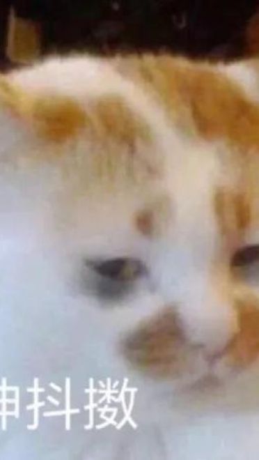 撩妹可爱呆萌猫斗图沙雕表情包