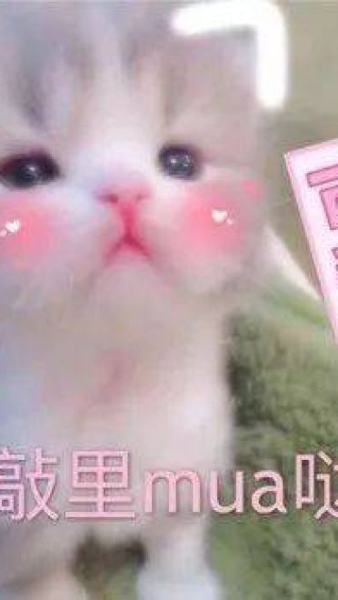 撩妹可爱呆萌猫斗图沙雕表情包