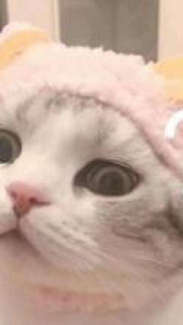 撩妹可爱呆萌猫斗图沙雕表情包