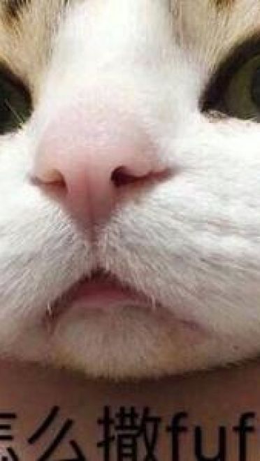 撩妹可爱呆萌猫斗图沙雕表情包第二弹