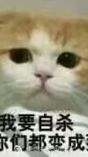 撩妹可爱呆萌猫斗图沙雕表情包第二弹