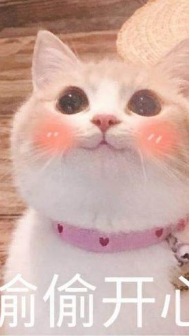 撩妹可爱呆萌猫斗图沙雕表情包第二弹