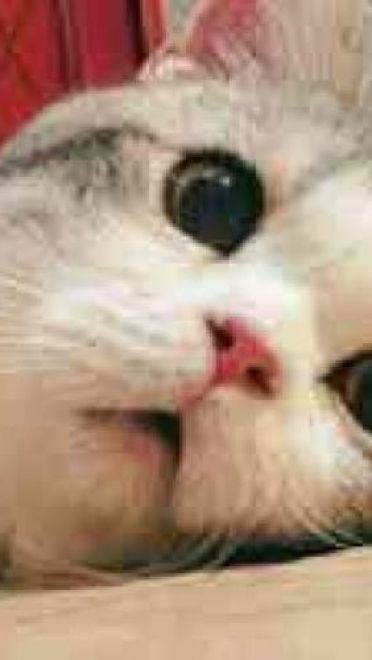 撩妹可爱呆萌猫斗图沙雕表情包第二弹