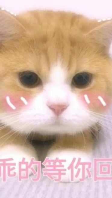 撩妹可爱呆萌猫斗图沙雕表情包第二弹