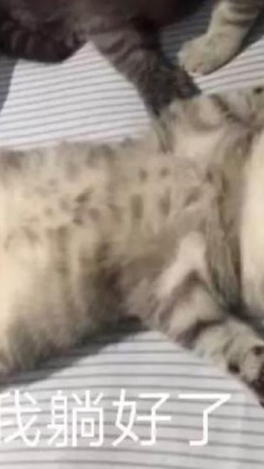 撩妹可爱呆萌猫斗图沙雕表情包第二弹