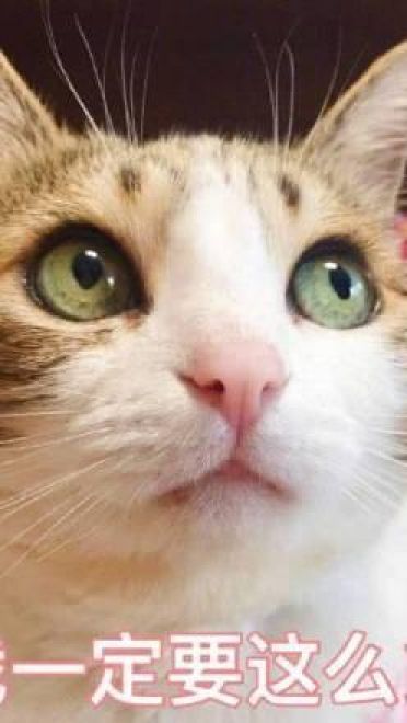 戏精斗图表情包