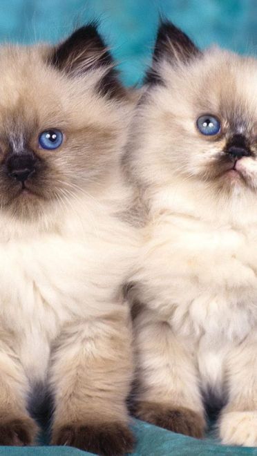 猫咪与仓鼠 萌娘手机壁纸5-12下载