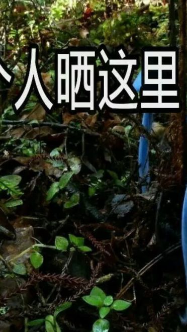 蓝瘦香菇 表情包 蓝瘦香菇在这里