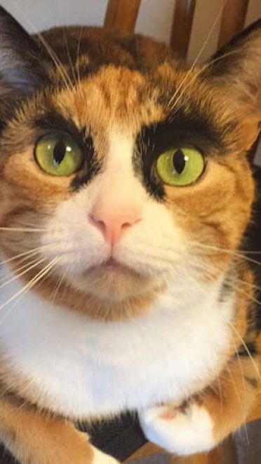 看垃圾的眼神 猫咪表情包下载