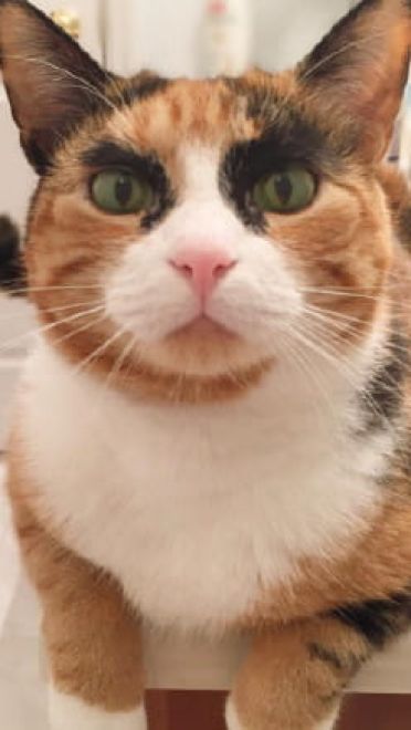 看垃圾的眼神 猫咪表情包下载