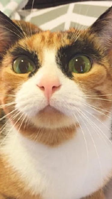 看垃圾的眼神 猫咪表情包下载