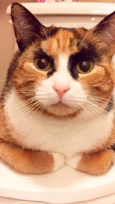 看垃圾的眼神 猫咪表情包下载