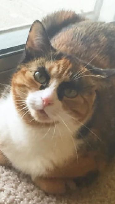 看垃圾的眼神 猫咪表情包下载