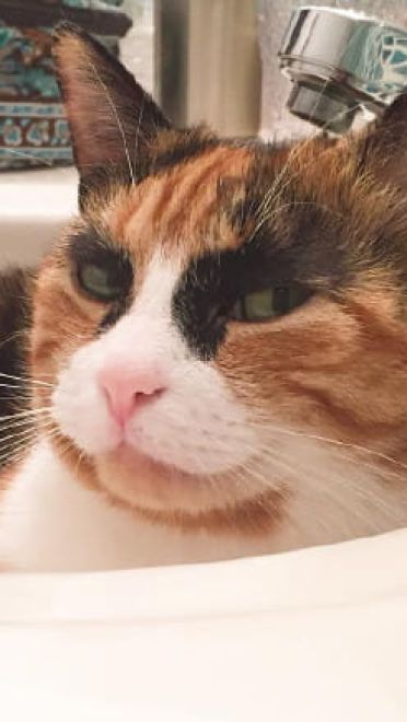 看垃圾的眼神 猫咪表情包下载