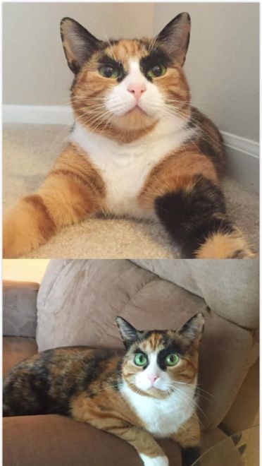 看垃圾的眼神 猫咪表情包下载