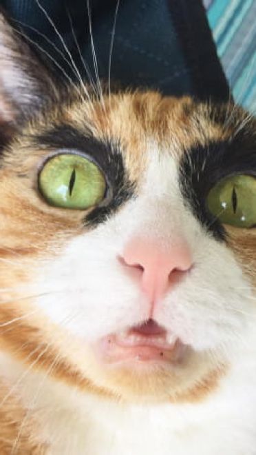 看垃圾的眼神 猫咪表情包下载