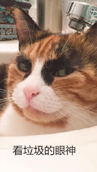 看垃圾的眼神 猫咪表情包下载