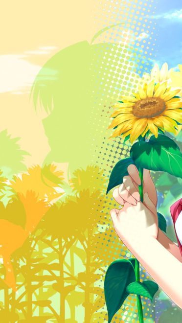 车轮之国 向日葵花田的女孩子动漫电脑壁纸下载