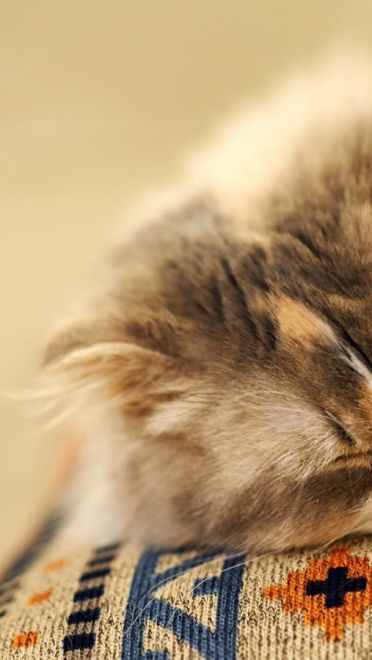 铲屎官专用 萌宠喵星人高清电脑壁纸