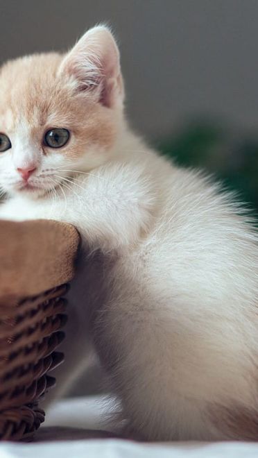 铲屎官专用 萌宠喵星人高清电脑壁纸