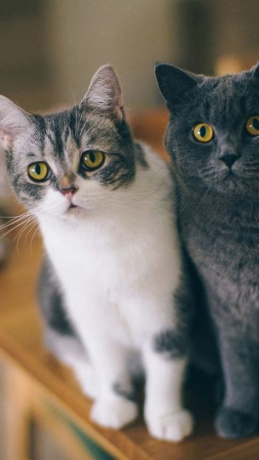 铲屎官专用 萌宠喵星人高清电脑壁纸