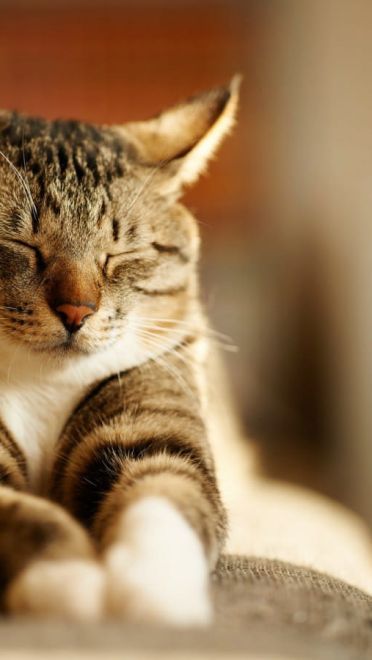 铲屎官专用 萌宠喵星人高清电脑壁纸