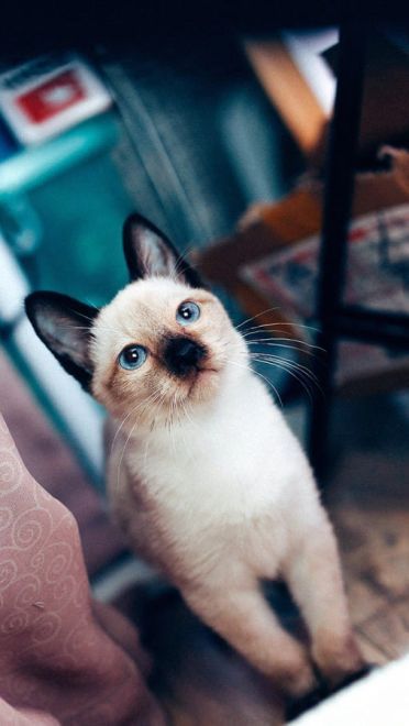 铲屎官专用 萌宠喵星人高清电脑壁纸