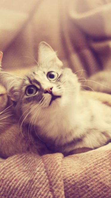 铲屎官专用 萌宠喵星人高清电脑壁纸